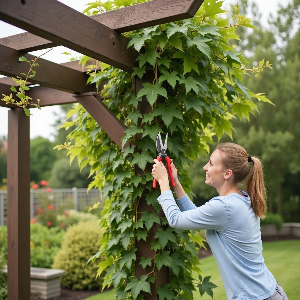 Pruning vines on a pergola